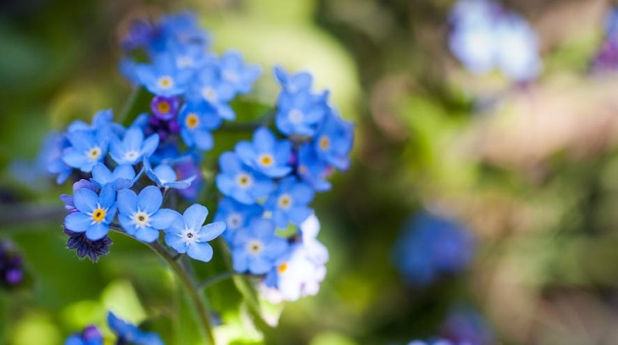 Forget-me-nots