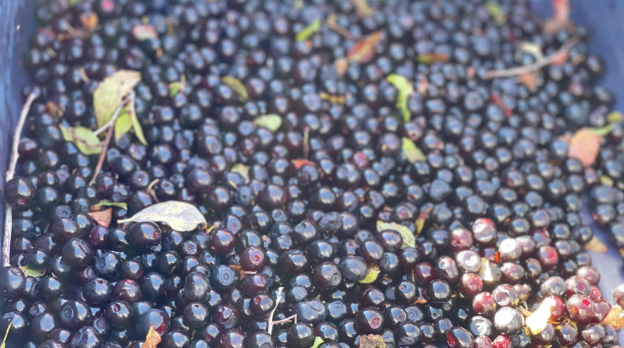 Photo of huckleberries shared by Sheri Weget, the Provincial Coordinator for Indigenous outreach and collaboration at the Alzheimer Society of B.C.