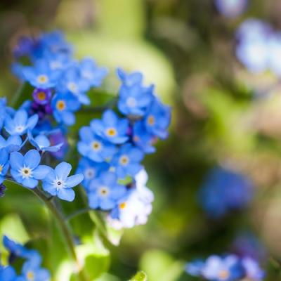 Forget-me-nots